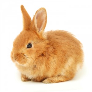 Mazuri Timothy Based Rabbit Diet