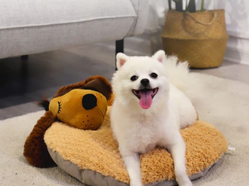Gigwi Cama Perro Snoozy Friends